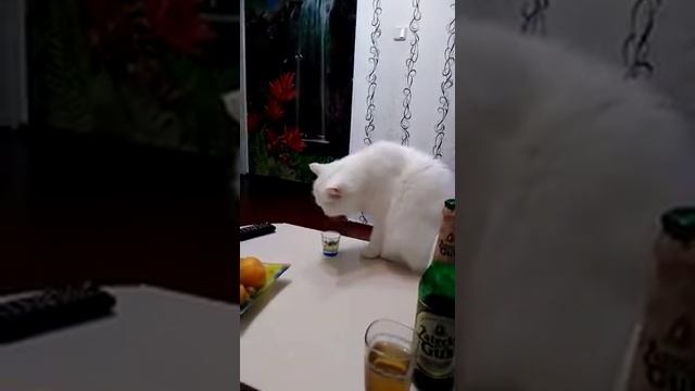 Кот алкаш прикалюха смотреть онлайн