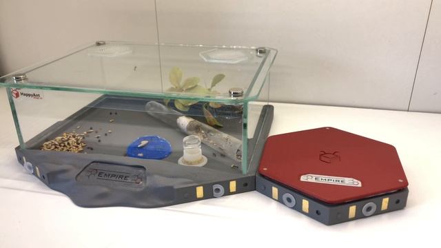 Messor Aciculatus Update 2 | New Nest Time смотреть онлайн