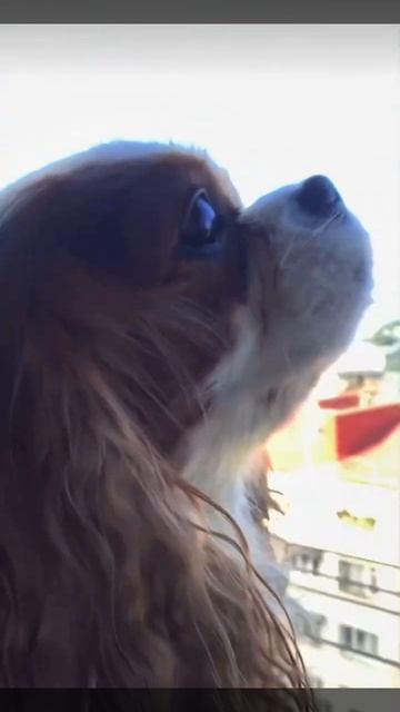 Кто сказал что решает масса ? 🤨😎🥰🐶 смотреть онлайн