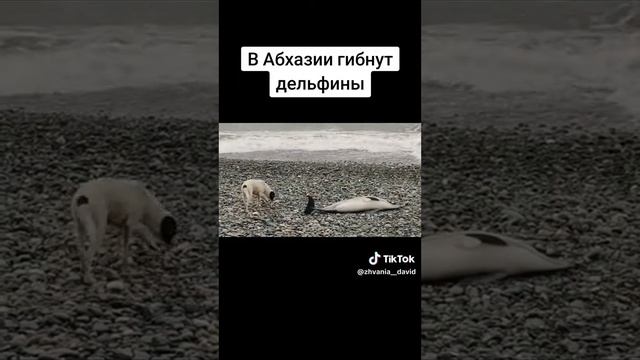 В Абхазии гибнут дельфины смотреть онлайн