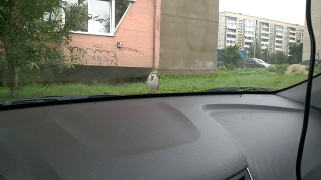 Наглый пассажир на капоте смотреть онлайн