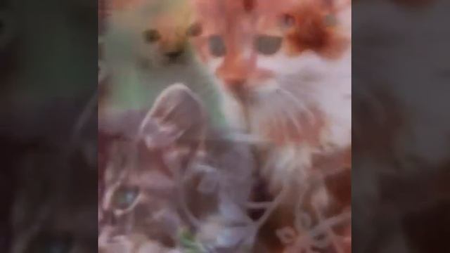 картинки котята. смотреть онлайн