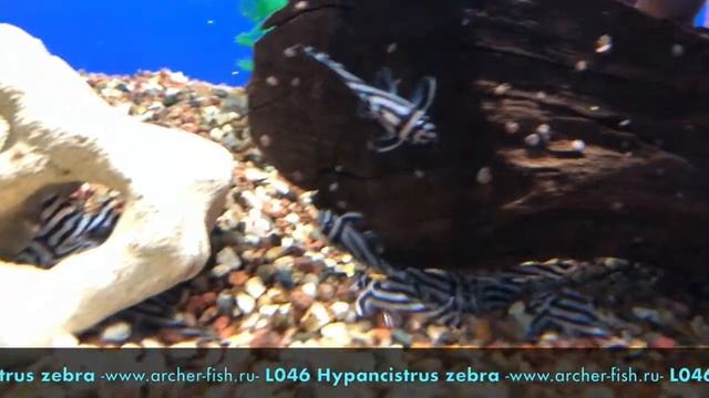 L046 Hypancistrus zebra смотреть онлайн