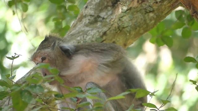 Old Female Monkey Tima Living With Depression In Old Life. How Can She Live For Long Life More? смотреть онлайн