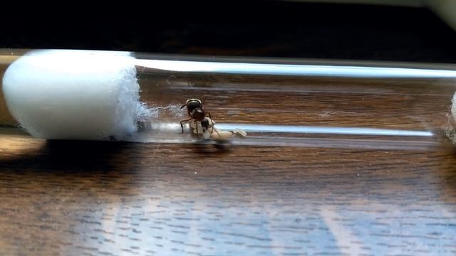 Formica rufibarbis смотреть онлайн