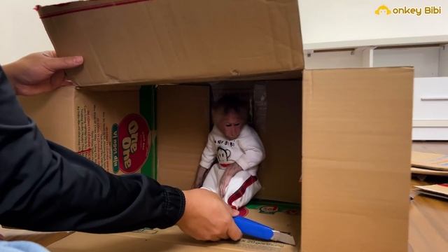 Super monkey BiBi makes a new home for kittens! смотреть онлайн