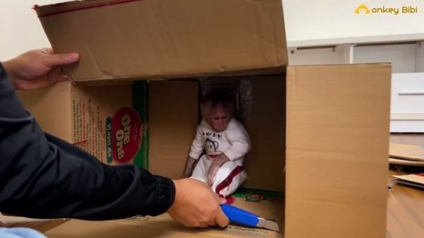 Super monkey BiBi makes a new home for kittens!