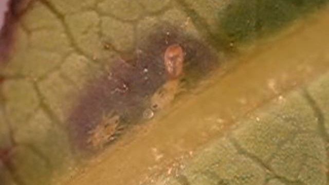 How do Neoseiulus californicus (Acari: Phytoseiidae) females penetrate densely webbed spider mite n смотреть онлайн