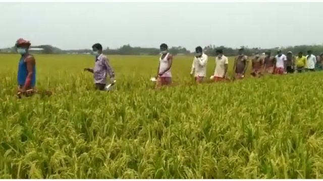hero-2/Maliseeds/mali agri tech pvt ltd/120 to125days paddy/paddy/Rabi/boro/kharif seson смотреть онлайн