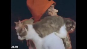 Кот в мешке - Выше Радуги