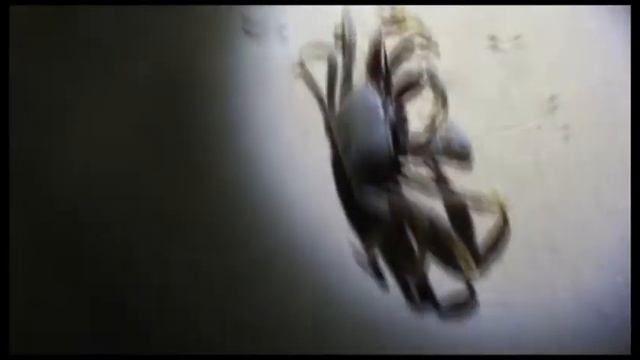 Thailand Krabzilla смотреть онлайн