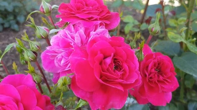 Роза Sangria (флорибунда, Meilland, 2000) 7 августа 2022 г.