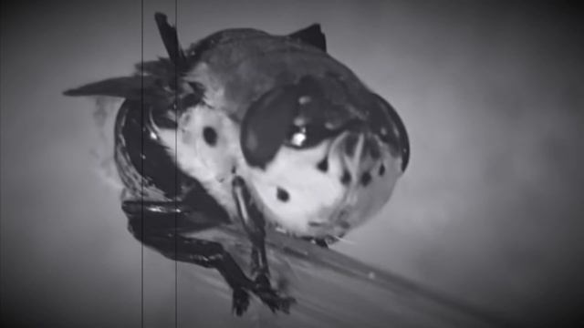 Manual Botfly Mistake (track) смотреть онлайн