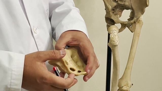 Osteologiya 1-DARS