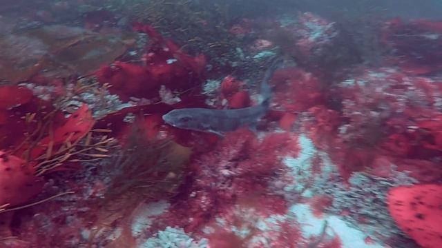 Malin Head 2016 Diving смотреть онлайн