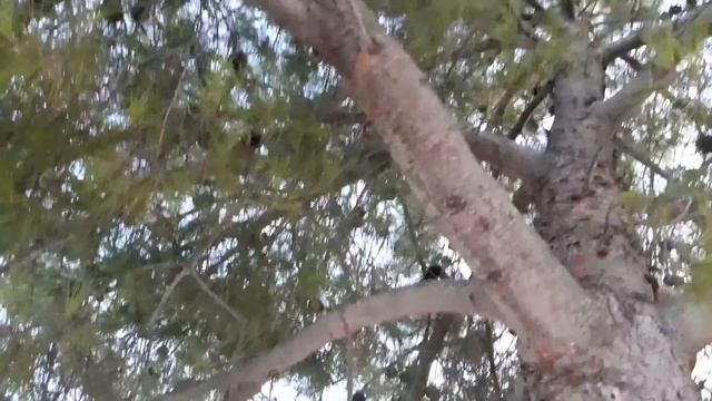 Cykady Chorwacja смотреть онлайн