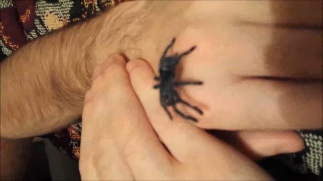 Avicularia Versicolor handling video 1 смотреть онлайн