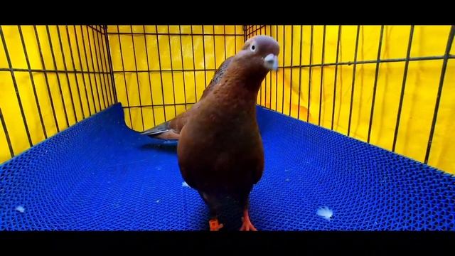 MY PIGEON FLOWN 4 hours 42 min @ BANGALORE | TOP TOURNAMENT PIGEON BANGALORE INDIA смотреть онлайн