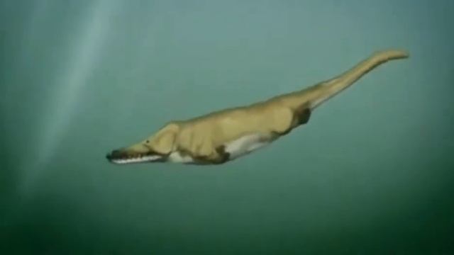 A Evolução dos Cetáceos (Mamíferos Aquáticos) - (ATIVE AS LEGENDAS) 🐬 #evolution смотреть онлайн