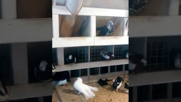 Голуби клинцы 2