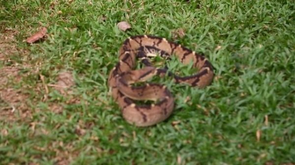 The Bushmaster Snake!