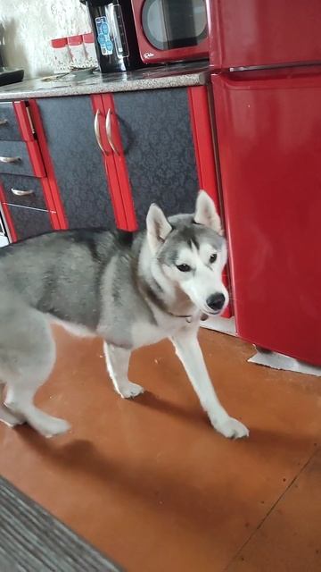 почему моя еда до сих пор не греется в микроволновке?! смотреть онлайн