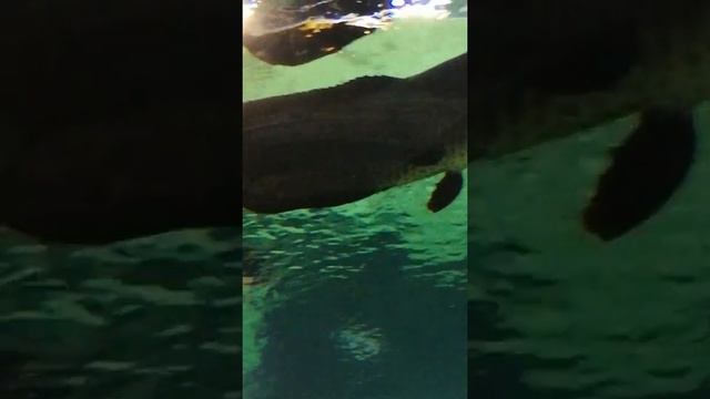 Мосаквариум смотреть онлайн