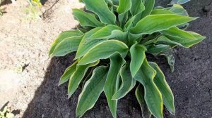 Хоста Wide Brim - Широкие поля (M, США, Aden, 1979) (от ОптХоза) 25 июля 2022 г.