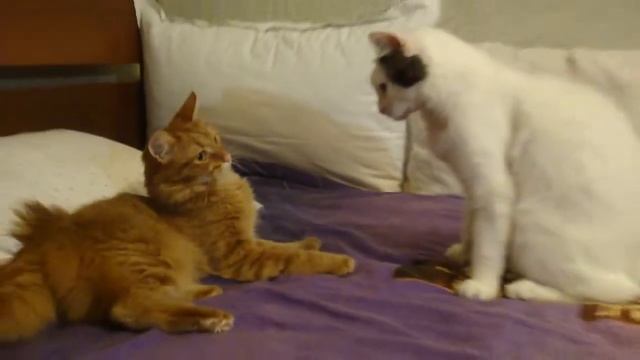 Кошачьи бойни!:))) смотреть онлайн