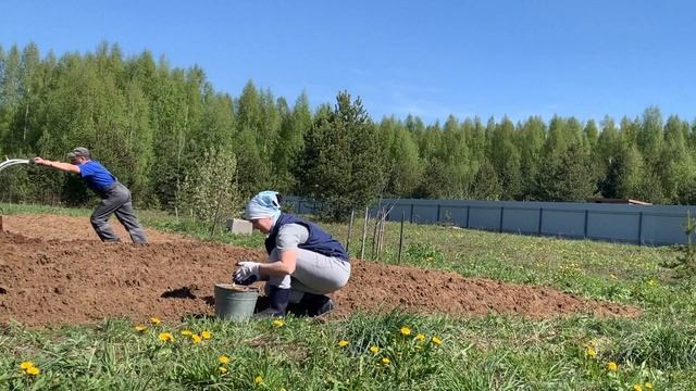 Садим картошку при помощи мотоблока. смотреть онлайн