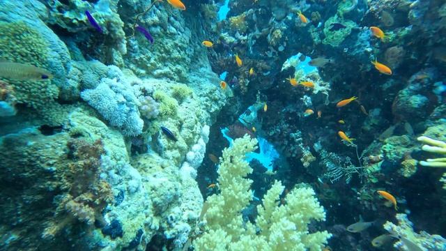 Красное море 27112024 смотреть онлайн