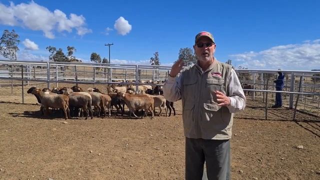 Young Meatmater ewe Classing 270 days old смотреть онлайн