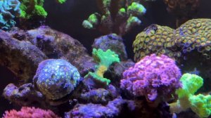 6️⃣0️⃣ новых кораллов 🪸 от LiveCorals | Морской аквариум 🐠