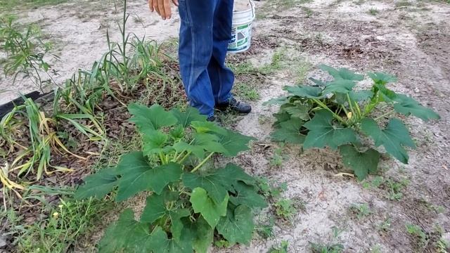 Why are We Putting Our SWEET POTATOES on HIGH Beds? смотреть онлайн