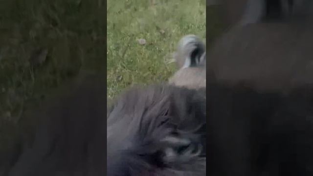 Продолжение Нашей Раши «Джамшут и Равшан - зачем ругаеся насяльникэ ? Я плитка клал 🤣 смотреть онлайн