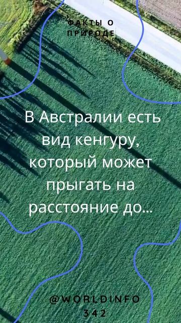 Прыжок кенгуру😧 #шок #важнаяинформация#важнознать#факты#полезнаяинформация#фактыоприроде #worldinfo смотреть онлайн