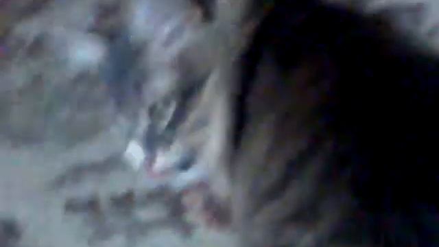 котик и взбитые сливки смотреть онлайн