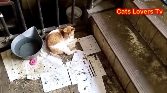 KISAH DUA KUCING SAKIT SETRUK TELAH SEMBUH SETELAH TINGGAL BERSAMA CATS LOVERS TV..! смотреть онлайн