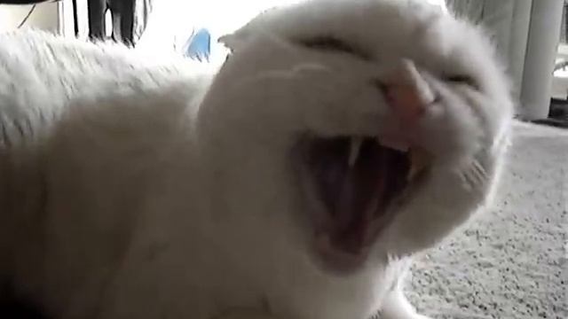 Don't Pet this Kitty! FINAL CUT смотреть онлайн