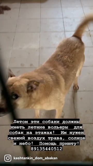 Сказки из жизни приют Хакасия летние вольеры для всех собак! Помощь 89135440512 смотреть онлайн