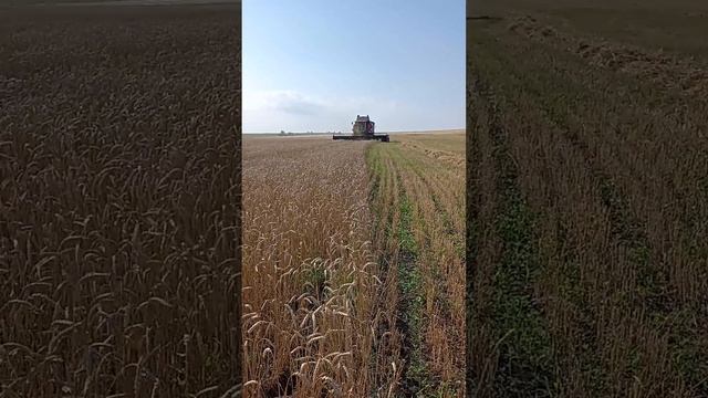 Палессе GS 12A1Pro , обкатка смотреть онлайн