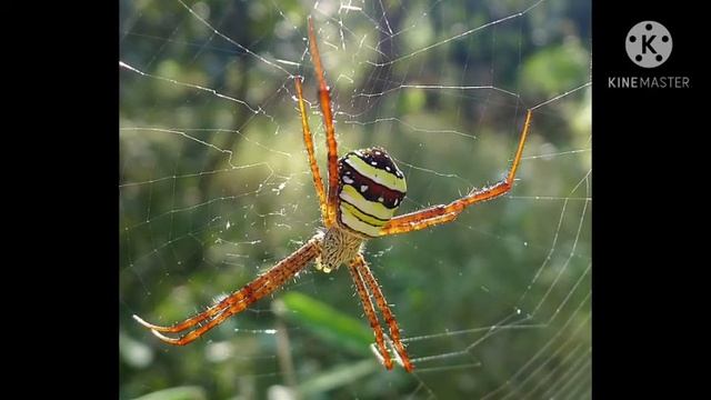 Argiope anasuja смотреть онлайн
