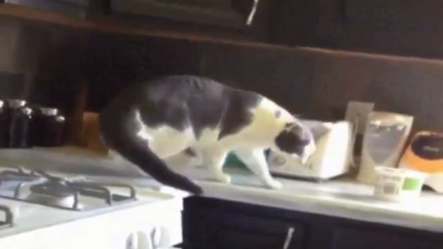 Cat toaster scared - Кота тостер напугал - 猫害怕烤面包机 смотреть онлайн