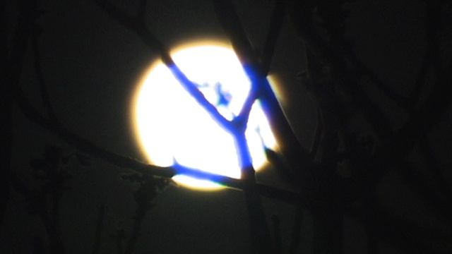 Луна ночью через листву