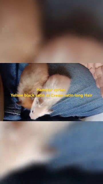 Hamster syrian Yellow Black satin vs Cream Satin #hamstersyrian #hamsterlucu #hamsterbabies #shorts смотреть онлайн