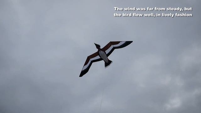 New (but old) Pelican kite - first look смотреть онлайн