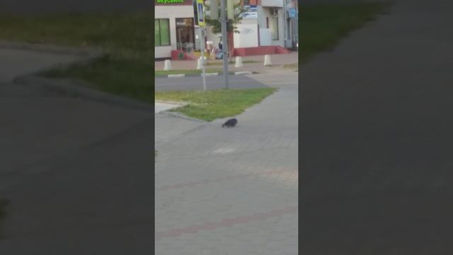 Голубиная нежность смотреть онлайн