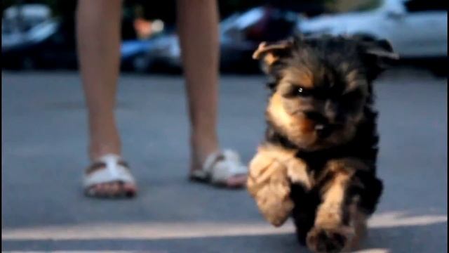 Тимошка -- Новый друг семьи смотреть онлайн