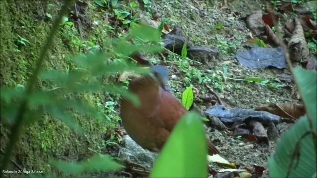 Chiriqui Quail - Dove смотреть онлайн