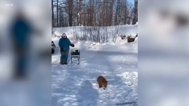 Лиса утащила улов у рыбаков в Новосибирской области смотреть онлайн